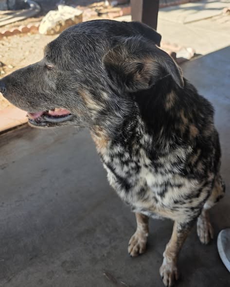 Found Dog in Hesperia, California — HESPERIA, CA-FOUND DOG❗️RECOGNIZE HIM❓️ Anyone missing this handsome boy off of walnut and…