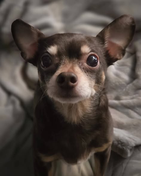 Found Dog in Visalia, California — I am still offering a $2,500 reward for information that leads to her being found — additional photo 2