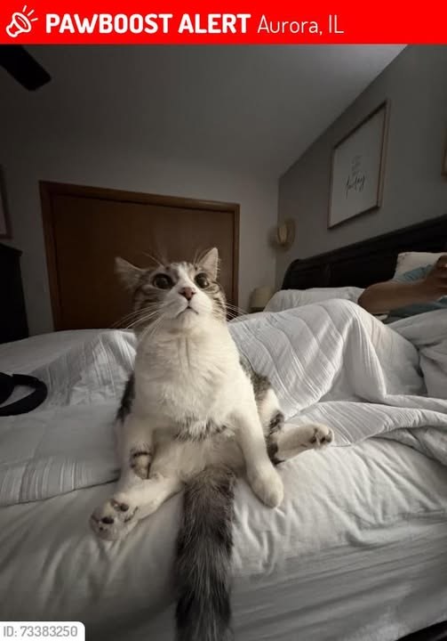 Lost Cat in Aurora, Illinois — Bobbi was LOST in Aurora, IL 60505 near Los Mangos