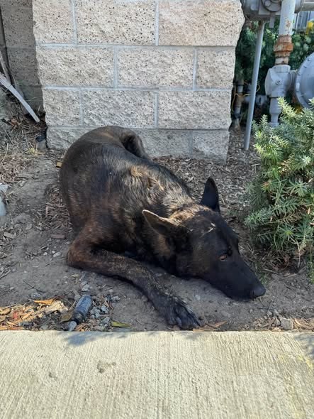 Found Dog in Compton, California — listing photo — additional photo 2