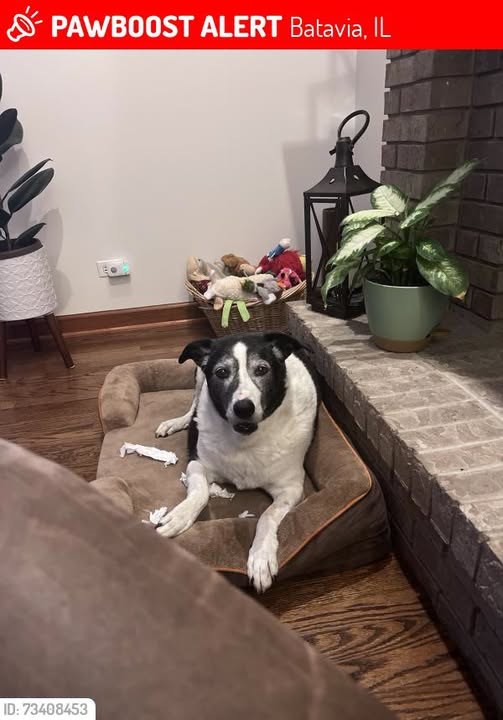 Lost Dog in Batavia, Illinois — Batavia IL 🚨 Penny was LOST in Batavia, IL 60510 near BataviaMidfle School Neighborhood