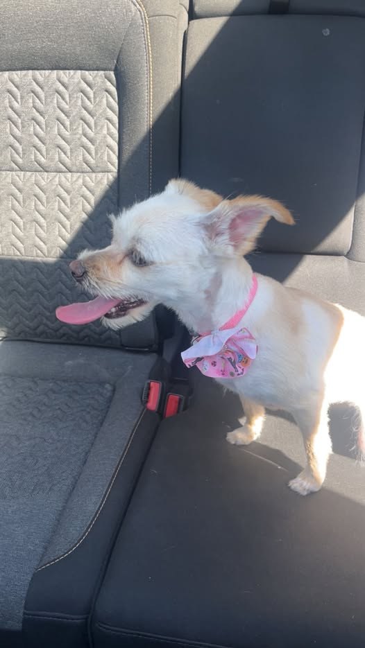 Found Dog in Archer, Illinois — My son found this dog running alone near Archer and Narragansett just a few minutes ago Update…