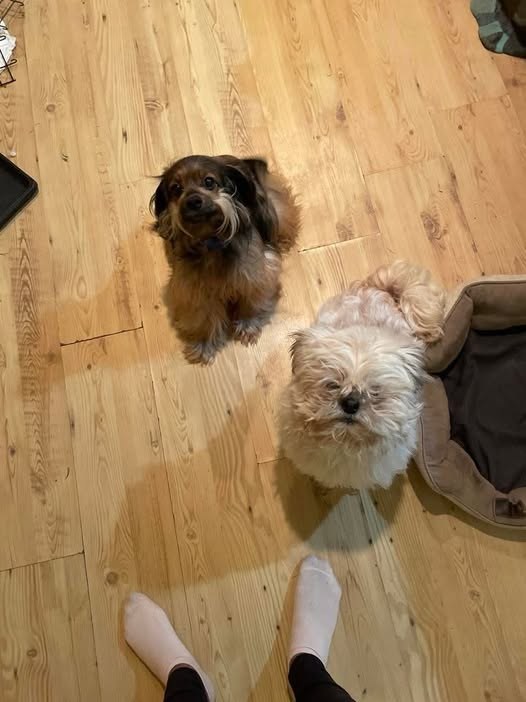 Lost Pet in Los Angeles, California — Downtown Los Angeles, CA Missing since late Monday The furry beige guy on the right ran…