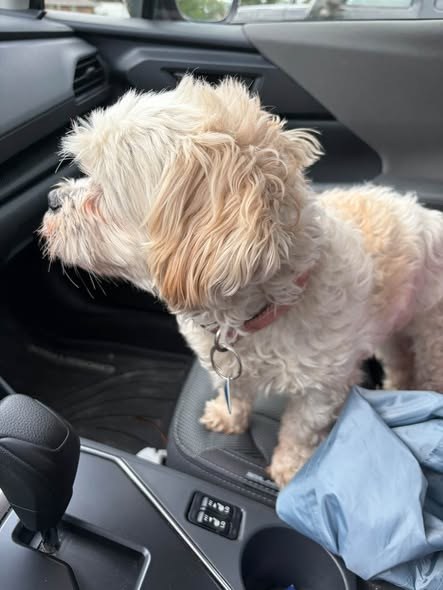 Found Dog in Fox Lake, Illinois — listing photo — additional photo 2