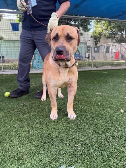 Pet alert in Van Nuys, California — Traumatized 3 year old Bubba is quite literally the saddest dog at the shelter and the…