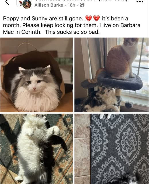 Lost Pet in Corinth, New York — listing photo