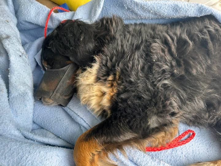 Found Dog in Perry, New York — listing photo