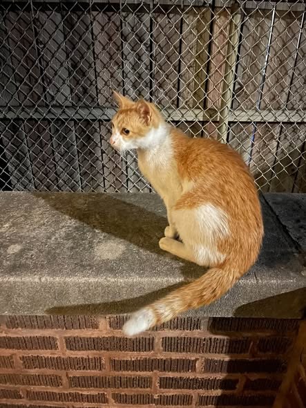 Found Cat in Chicago, Illinois — listing photo