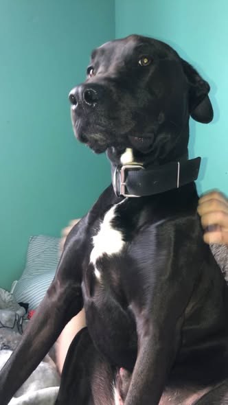 Lost Dog in Tully, New York — Tully, NY could be anywhere by now It’s been almost a month since our dog Rocky got out — additional photo 4