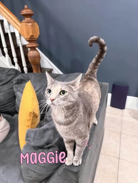 Lost Pet in Woodhaven, New York — Maggie has been missing for about a week and a half — additional photo 2