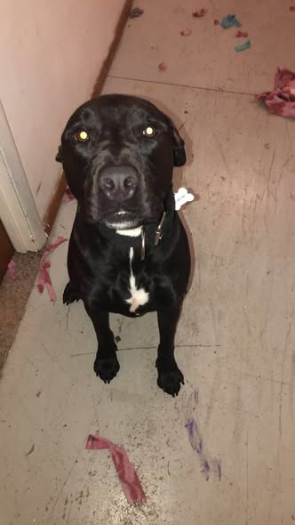Lost Dog in Tully, New York — Tully, NY could be anywhere by now It’s been almost a month since our dog Rocky got out — additional photo 3