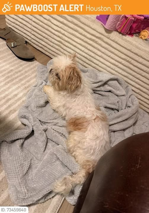 found dog in Houston, Texas