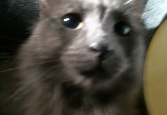 Lost Pet in Houston, Texas — 32 New Arrivals at BARC – Houston, TX (City Municipal Shelter) ➡️ Tues, 🟢 Newly Added Lost &… — additional photo 2