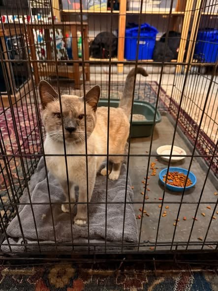 Found Pet in Oak, Illinois — listing photo — additional photo 2