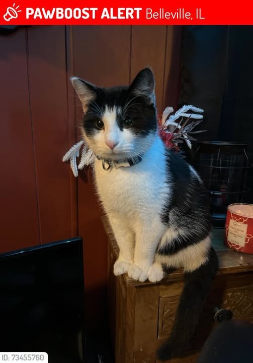 Lost Cat in Belleville, Illinois — Db was LOST in Belleville, IL 62220 near Prairie Ave