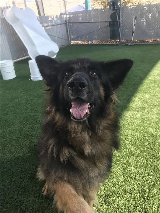 Lost Pet in Fresno, California — Fresno ca animal center please give this senior a safe landing for his final years 🚨❌URGENT…