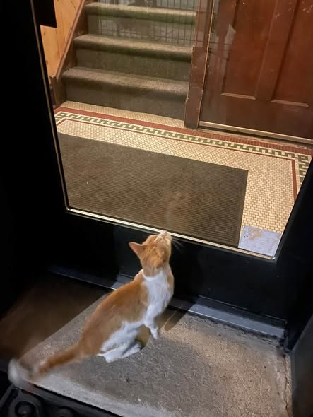 Found Cat in Chicago, Illinois — listing photo — additional photo 2