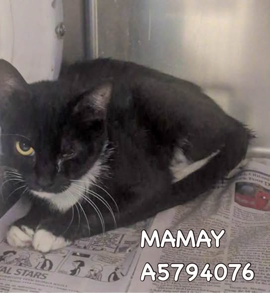 Pet alert in Lancaster, California — Come adopt🙏save a life 🚨🔥 - 6 URGENT Cats need IMMEDIATE rescue at LANCASTER ANIMAL SHELTER