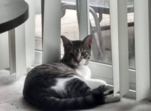 Lost Cat in Winfield, Illinois — listing photo — additional photo 4