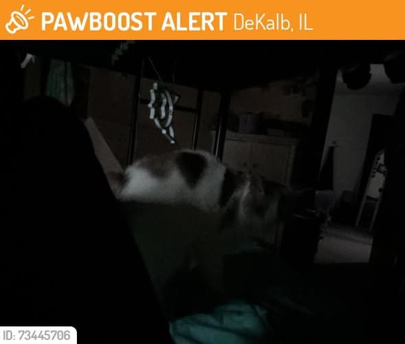 Found Cat in DeKalb, Illinois — This cat was FOUND in DeKalb, IL 60115 near ninth street prospect dekalb