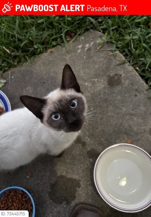 lost cat in Pasadena, Texas