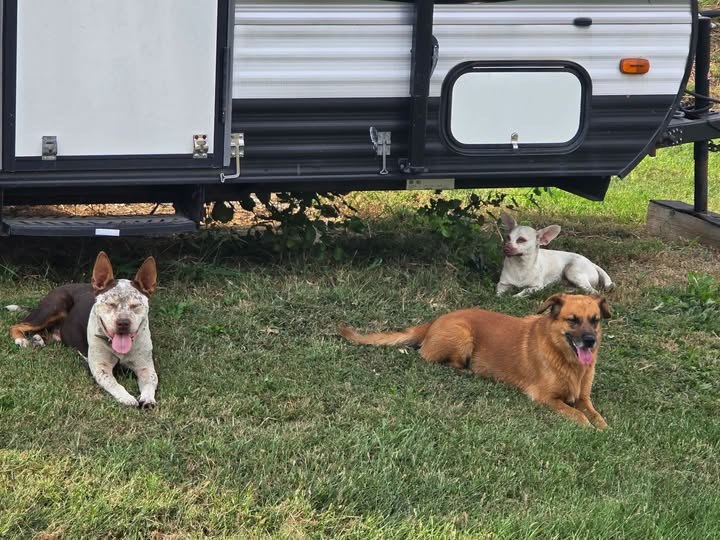 Found Pet in Pensacola, Florida — They are secure at a safe location*** Found in the 800 block of Old Caseyville Road