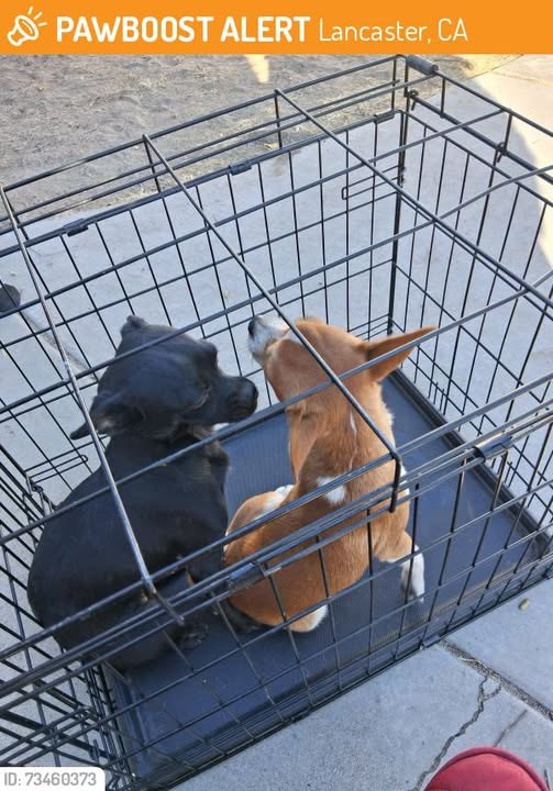 Found Dog in Lancaster, California — This dog was FOUND in Lancaster, CA 93534 near elm Ave