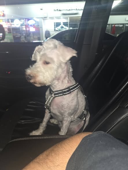 Lost Dog in Waukegan, Illinois — He got out this morning in Waukegan near Baldwin and Grand