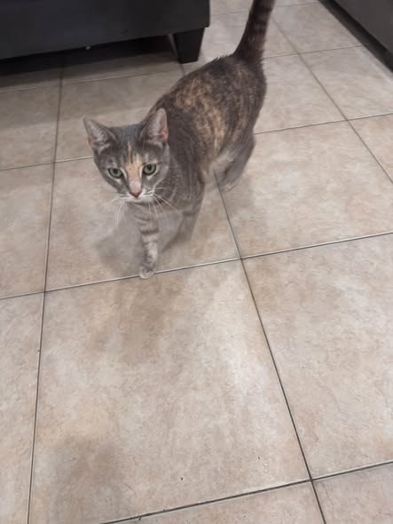 Lost Pet in Woodhaven, New York — Maggie has been missing for about a week and a half — additional photo 3