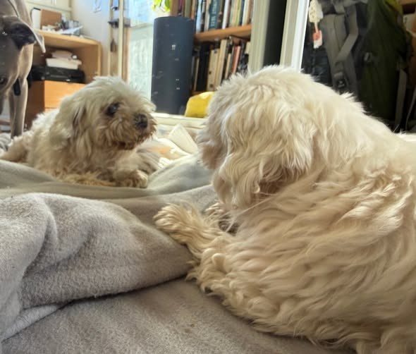 found dog in Likely, California