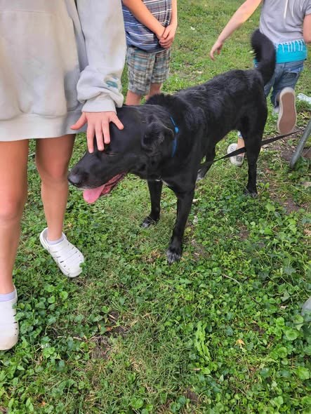 Found Pet in Flora, Illinois — Is anyone missing this friendly guy in Flora — additional photo 2