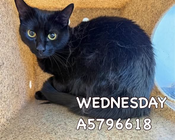 Pet alert in Lancaster, California — Come adopt🙏save a life 🚨🔥 - 6 URGENT Cats need IMMEDIATE rescue at LANCASTER ANIMAL SHELTER — additional photo 4