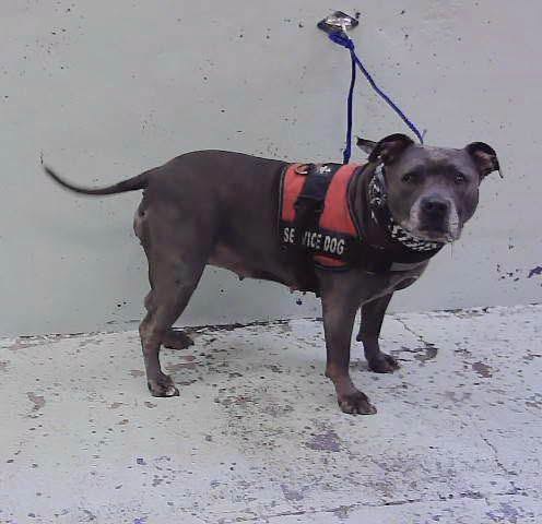 Lost Pet in Houston, Texas — 32 New Arrivals at BARC – Houston, TX (City Municipal Shelter) ➡️ Tues, 🟢 Newly Added Lost &… — additional photo 3