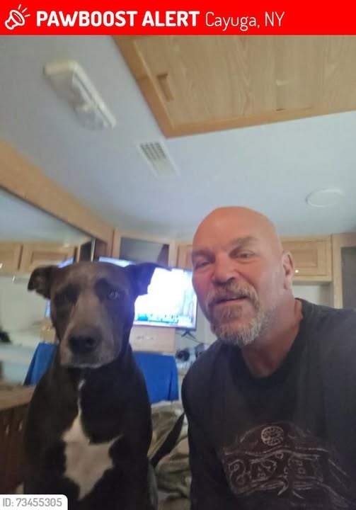 Lost Dog in Cayuga, New York — Chewy was LOST in Cayuga, NY 13034 near I 90 Mile Marker 306 - Cayuga County