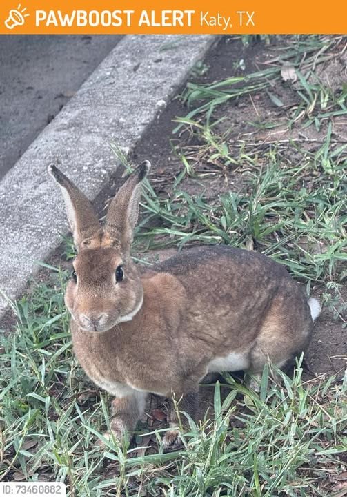 Found Pet in Katy, Texas — This rabbit was SIGHTED in Katy, TX 77494 near Building 7 at apmts: marquis at the reserve