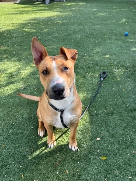 Found Dog in Chatsworth, California — I love to play fetch Please pledge a donation you would like to contribute toward this… — additional photo 2