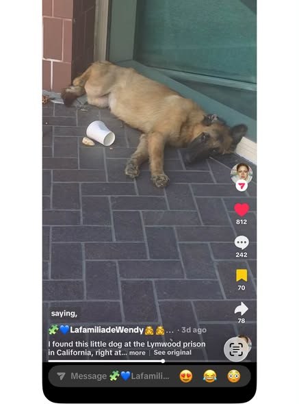 Found Pet in Los Angeles, California — The Connection: The puppy found exhausted outside the Lynnwood Detention Center (rescued… — additional photo 2