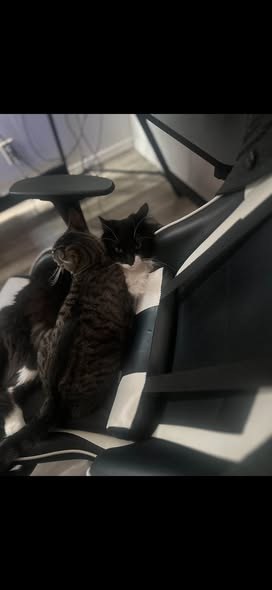 Lost Cat in Park City, Illinois — listing photo — additional photo 3