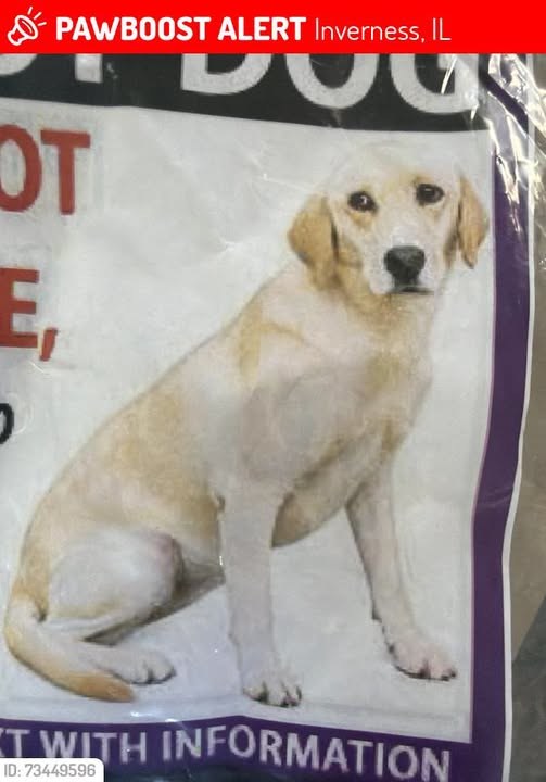 Lost Dog in Inverness, Illinois — listing photo