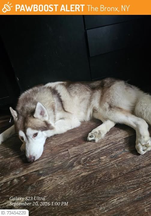 Found Dog in The Bronx, New York — This dog was FOUND in The Bronx, NY 10475 near Truman