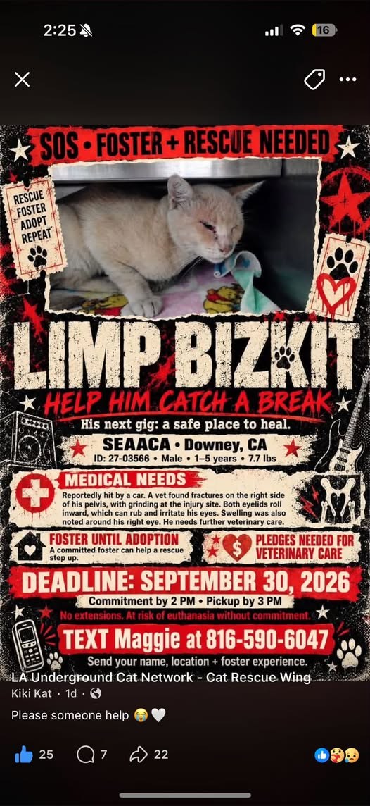 Found Cat in Downey, California — A vet found fractures on the right side of his pelvis, with grinding noted at the injury site