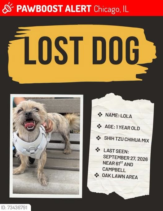lost dog in Chicago, Illinois