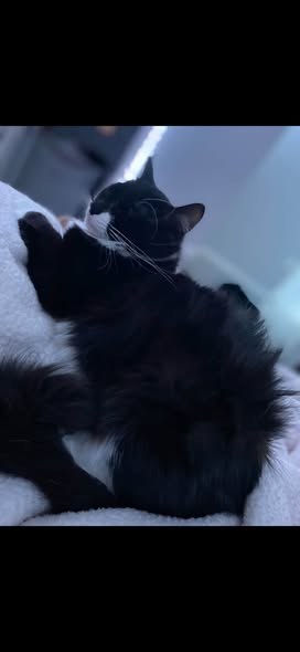 Lost Cat in Park City, Illinois — listing photo — additional photo 2