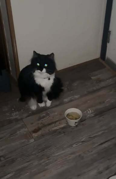 Lost Cat in Park City, Illinois — listing photo — additional photo 4