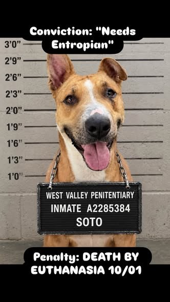 Found Dog in Chatsworth, California — I love to play fetch Please pledge a donation you would like to contribute toward this…