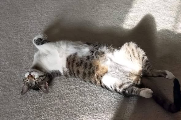 Lost Cat in Winfield, Illinois — listing photo — additional photo 3