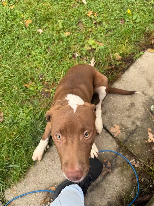Found Dog in Rochester, New York — listing photo