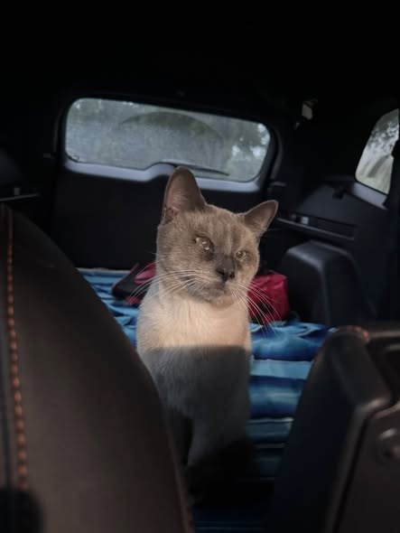 Found Pet in Oak, Illinois — listing photo