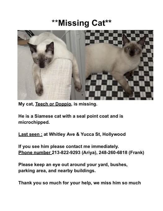 lost cat in Hollywood, California