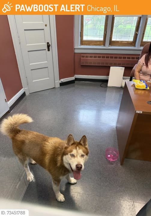 found dog in Chicago, Illinois
